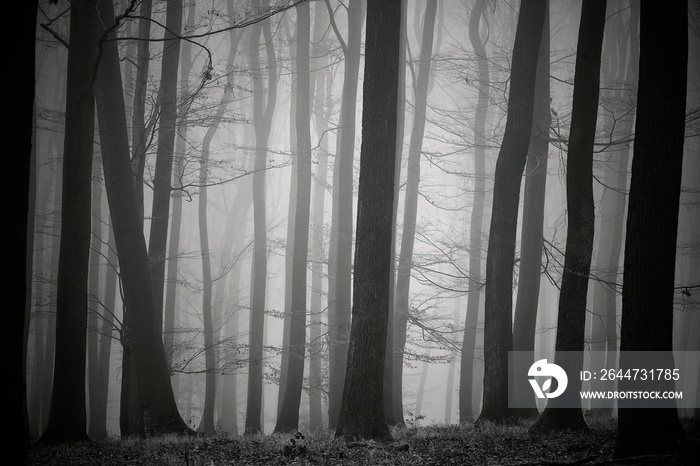 Black and white photo - forest, bare trunks, fog in the background, leaves on the ground and branches