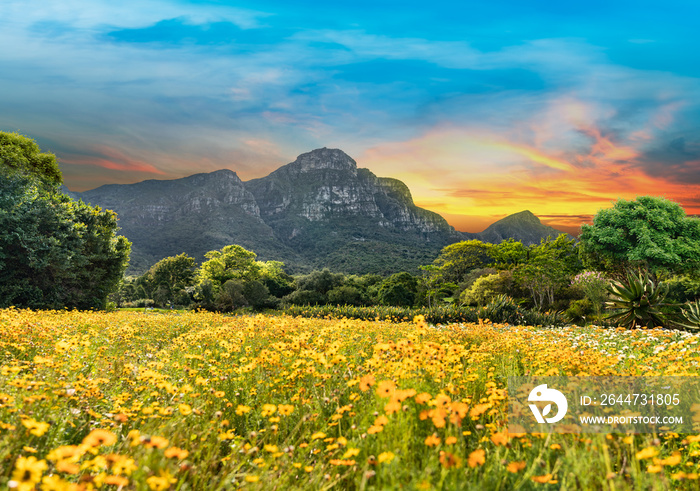 Kirstenbosch National Botanical Garden twilight in Cape Town South Africa