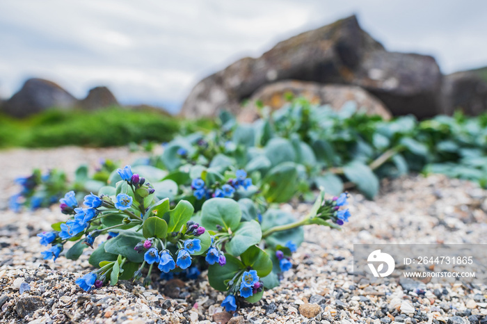 Oysterplant - Mertensia maritima, beautiful rare blue flower from Atlantic islands, Runde, Norway.