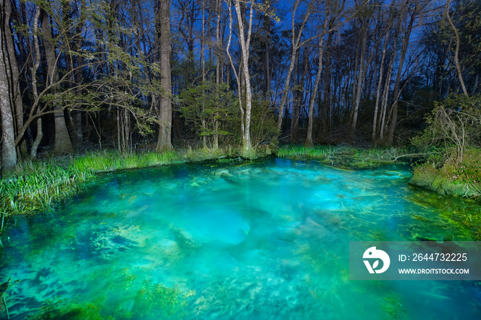 A Spring in McBride’s Slough Illuminated at Night, Florida