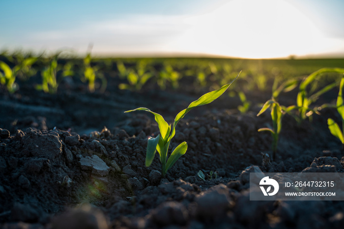 Young green crops of corn on agricultural field in the sunset. Corn plants growing in rows. Agriculture.