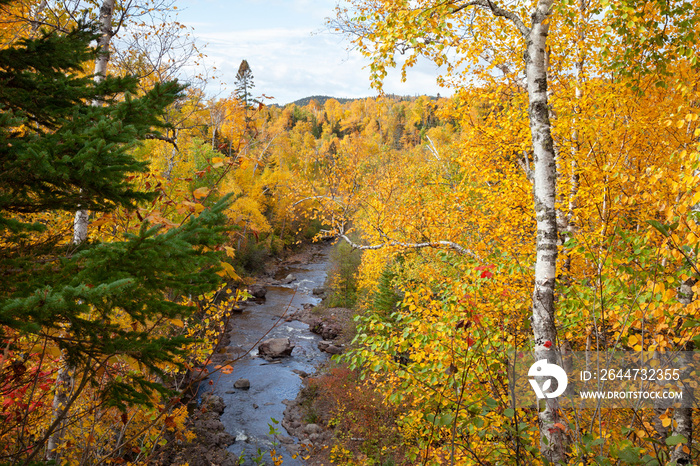 High angle view of a river in northern Minnesota surrounded by birch trees in autumn color