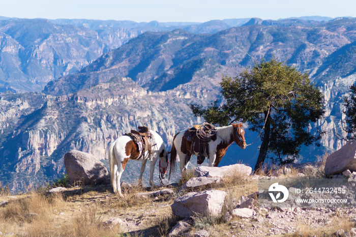 Caballos en la sierra tarahumara de chihuahua