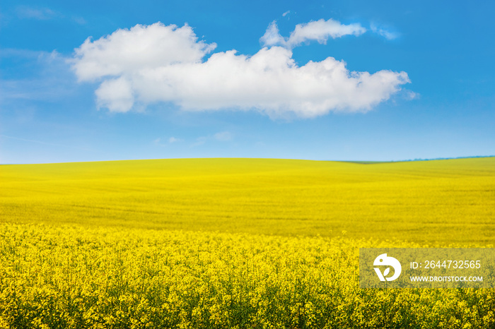 Landscape overlooking yellow rapeseed field and picturesque white clouds in blue sky