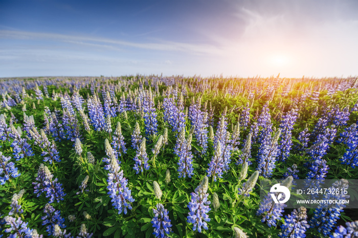 Wild blue lupinus blooming in high grass at summer