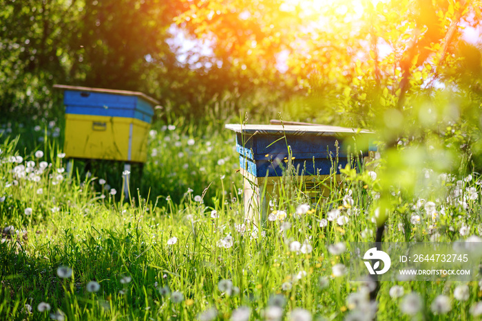 Polish landscape with beehives on ecological field