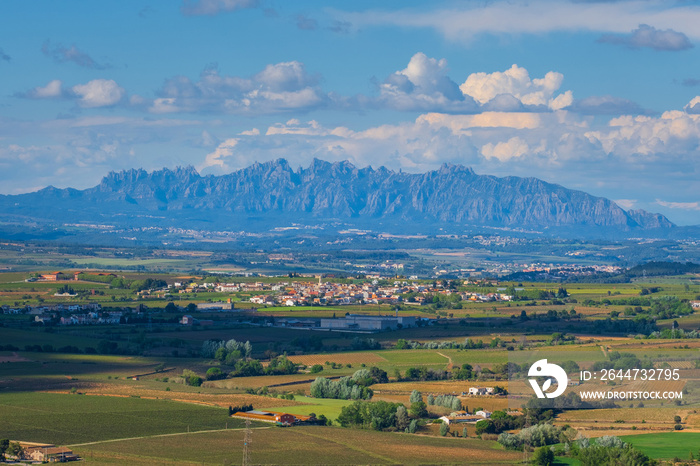 Landscape with summer vineyards and Montserrat at background near Vilafranca del Penedes, Catalunya, Spain