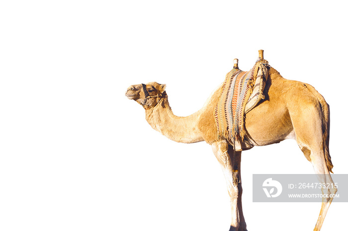 dromedary arabian camel isolated on white background