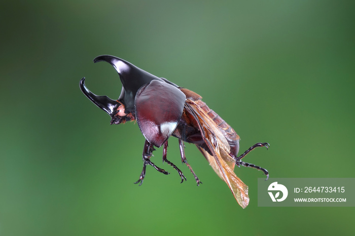 The Siamese rhinoceros beetle (Xylotrupes gideon) or fighting beetle, It is particularly known for its role in insect fighting in Thailand. Flying beetle