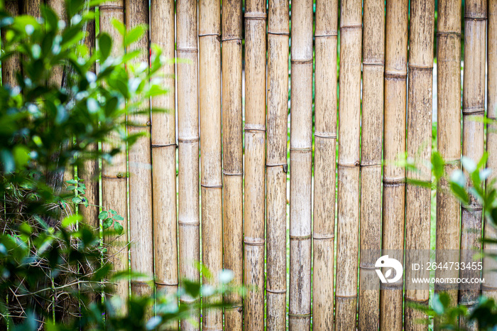 Abstract background Bamboo spout pattern For use in building fences