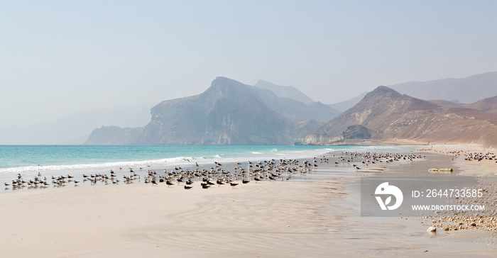 in oman coastline of salalah the mountain and sea seagull full