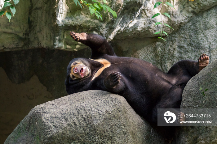 Image of a malayan sun bear relax on the rocks. Wild Animals.