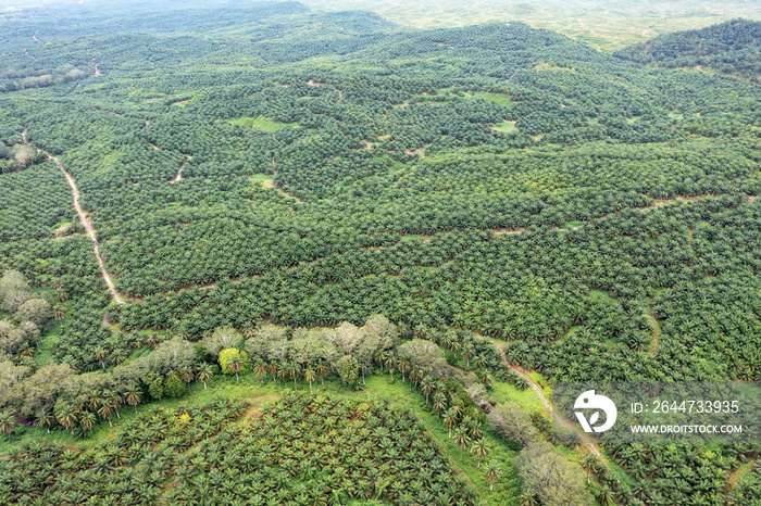 View of palm plantation in Sabah Borneo Malaysia