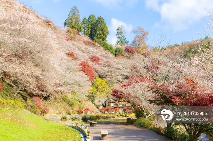 Nagoya, Obara Sakura in autumn