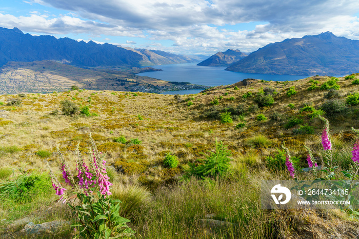 lupins at queenstown hill with lake wkatipu in the background, new zealand 4