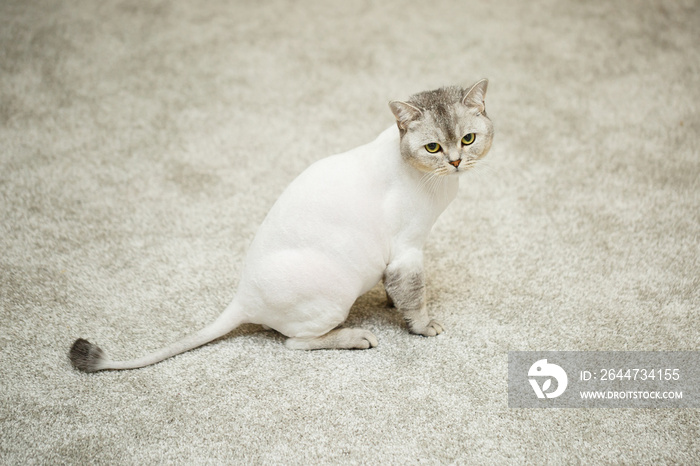 Beautiful gray scottish fold cat. Haircut cat with shaved hair on the body, pet haircut