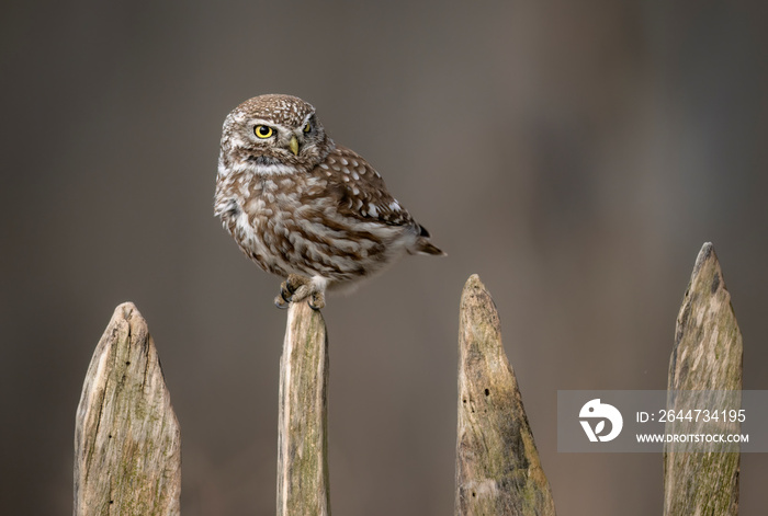 Little owl ( Athene noctua ) close up