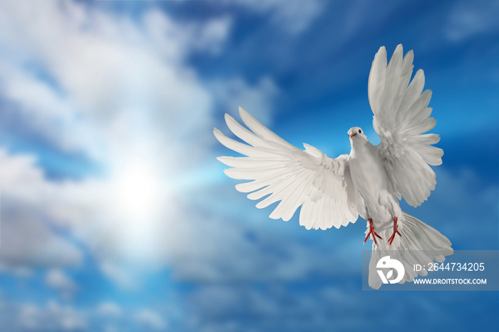 white dove flying on sky in beautiful light for freedom concept