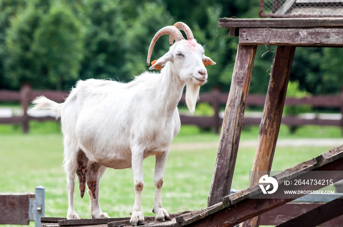 White goat (Capra aegagrus hircus) standing on a wooden foundation looking at her family on a field