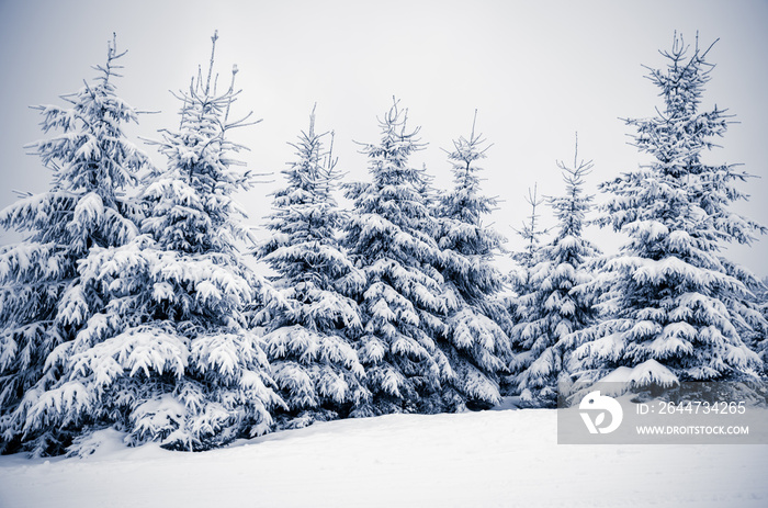 group of trees covered by white fresh snow