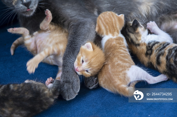 Mother cat lay down and breast her kittens, wide angle newborn cats drink milk from their mother’s breast, mother cat hugs her cute kitten, sitting view, colorful newborn cats, cat breastfeeding