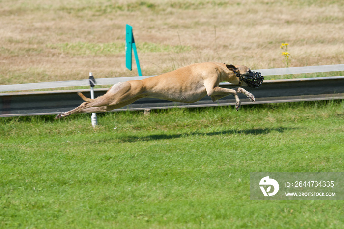 Sloughi or Arabian Greyhound at full speed on a racetrack in belgium