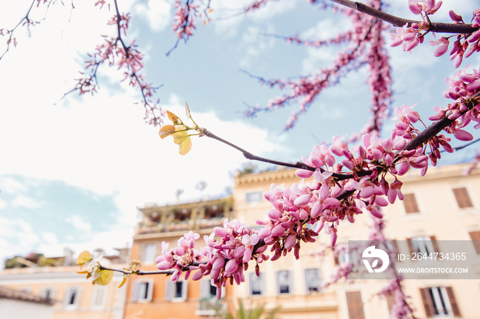 Spring in Italy Rome. Pink petals flowering trees in sunlight