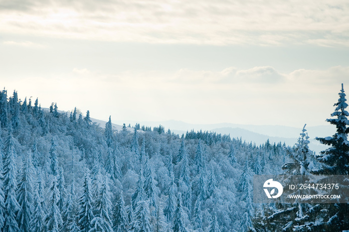 Carpathian mountains, Ukraine. Beautiful winter landscape. The forrest ist covered with snow.