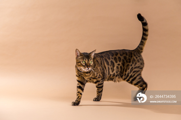 bengal cat in the studio