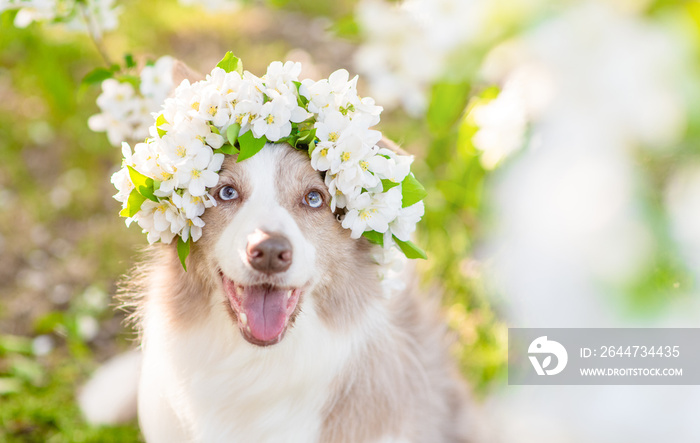 Portrait of a happy Border Collie puppy wearing wreath of apple blossoms at sunny spring park