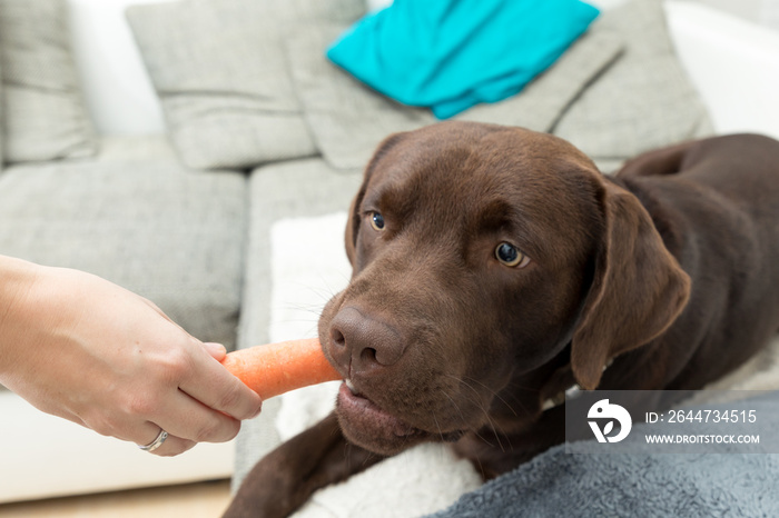 labrador with a carrot