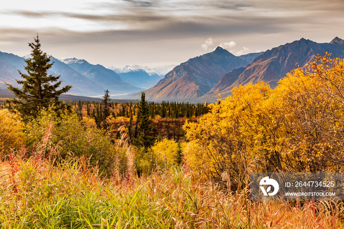 dramatic landscape of golden yellow autumn foliage of aspen and birch trees and snowcapped  mountains of the Chugach mountain range in Alaska.