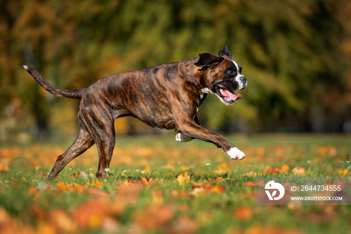 young boxer dog running in the park in autumn