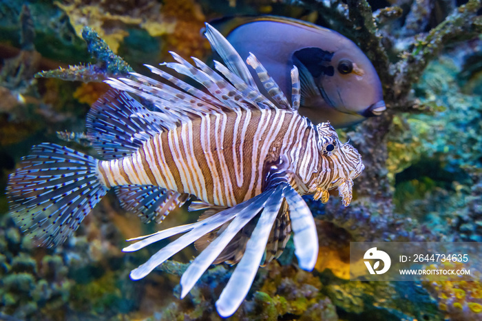 Exotic red lionfish close up dangerous predator in fresh water