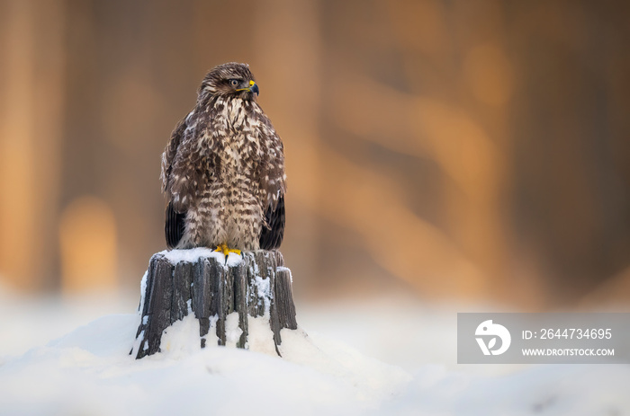 Common buzzard bird ( Buteo buteo )