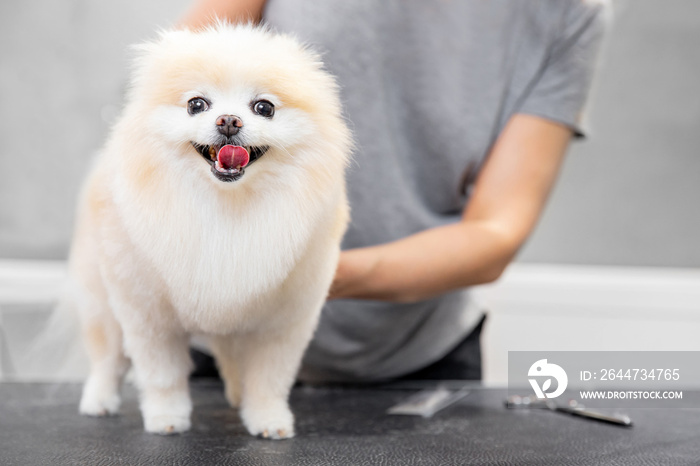 Professional groomer cut hair with scissors and clipper little smile dog pomeranian spitz