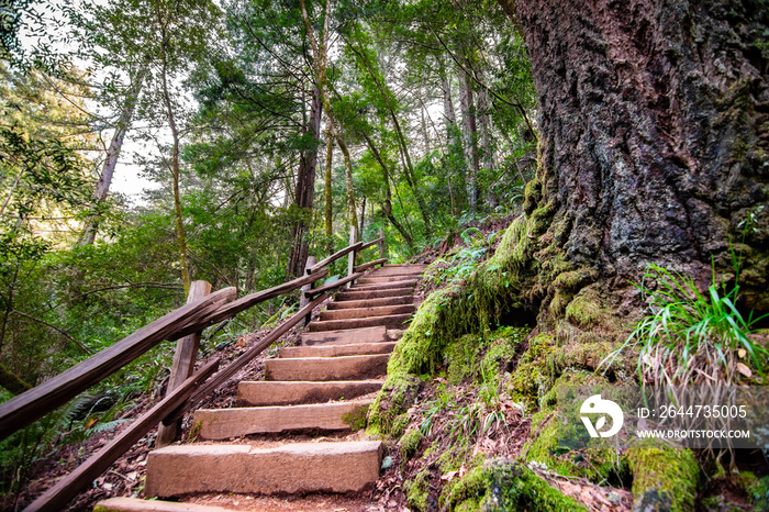 Wooden steps going up through a green forest in Marin County, north San Francisco bay area, California