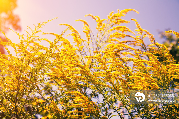 Natural ambrosia flower background, summertime