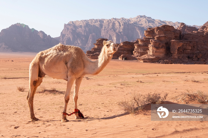 White camel in the sands of the Wadi Rum desert in Jordan