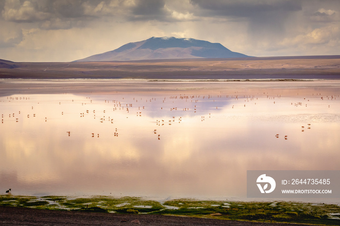 Laguna colorada, Red lake, with Flamingos and Volcanic landscape, Andes, Bolivia