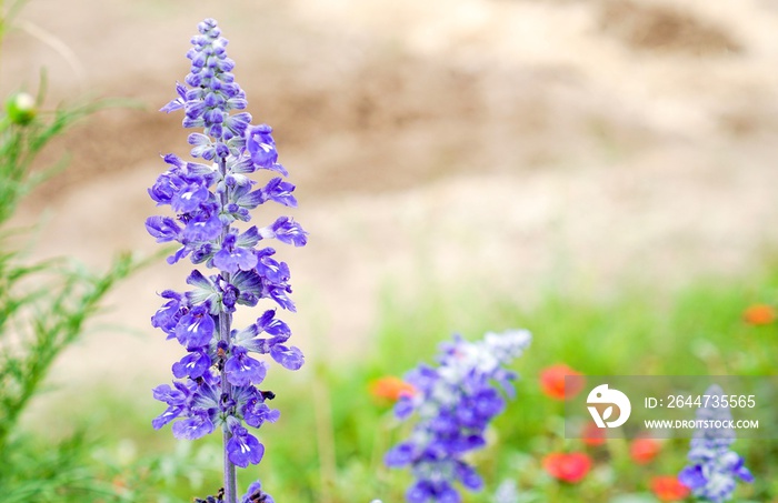 Blue salvia flower in garden