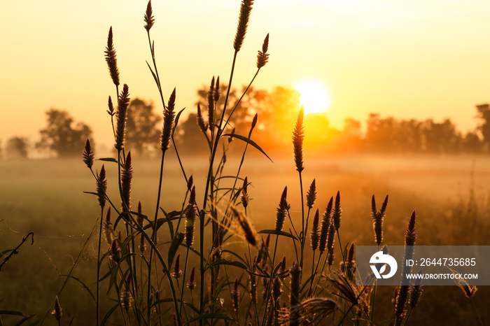 Rising sun, light fog, morning field in winter in the lower northern part of Thailand