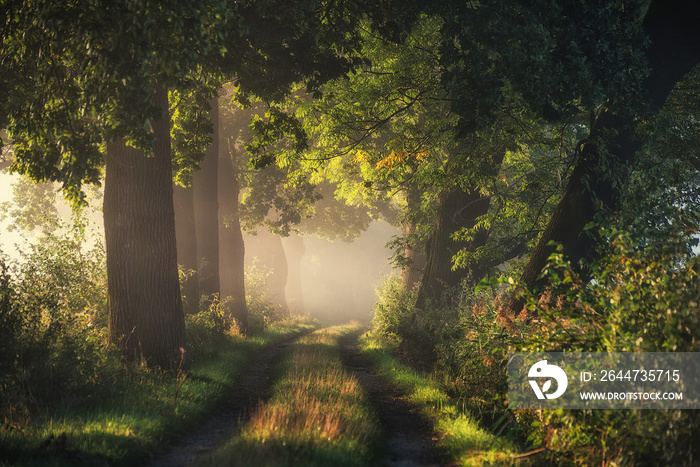 Old oak alley in the autumn fog