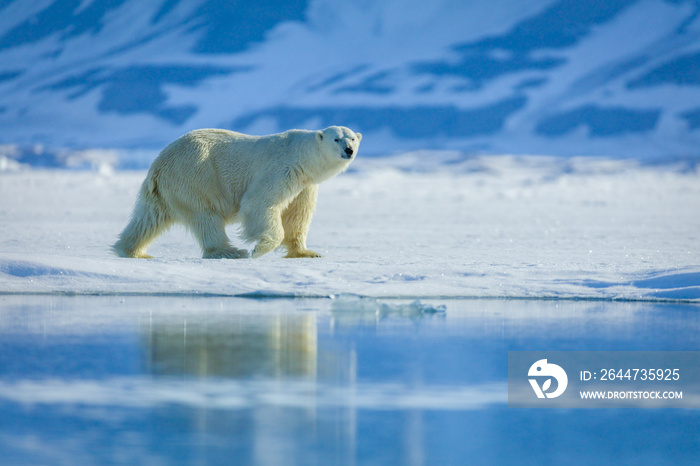 Polar bears in the arctic, Svalbard.