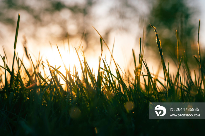 Silhouette of Grasses or crops at sunset. Defocused grasses from ground level