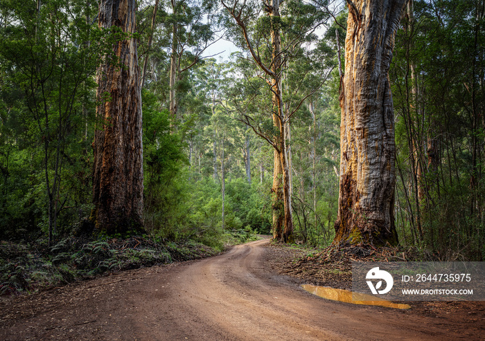 South Western Australian forest