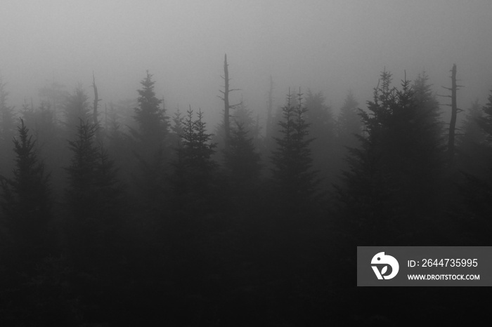 Evergreen trees in fog at Smoky Mountain National Park