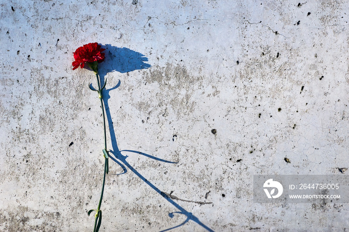 Carnation flower laid on concrete. Flower on the memorial plate.