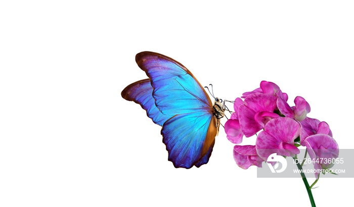 bright blue morpho butterfly on pink tropical orchids. butterfly on flowers