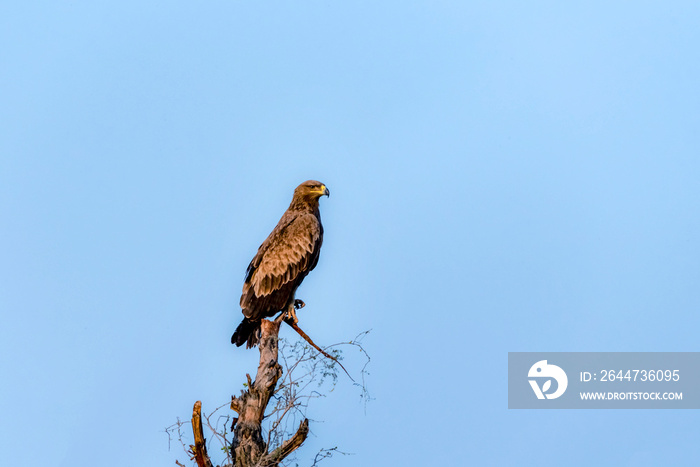 steppe eagle  on the tree in blur background , raptor portrait , beautiful bird of prey closeup, bird on the branch of tree